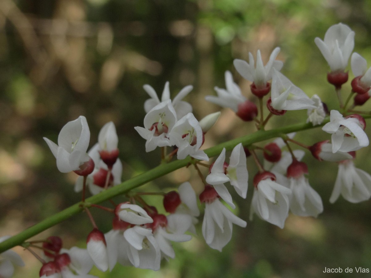 Derris benthamii (Thwaites) Thwaites